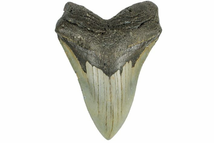Fossil Megalodon Tooth - North Carolina #165432